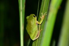 Brown-Backed Tree Frog photo 2