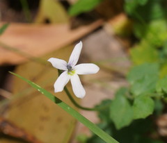 Lobelia beaugleholei
