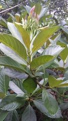 Bremeria erectiloba