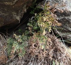 Asplenium richardii