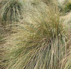 Chionochloa rigida rigida