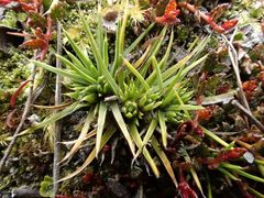 Colobanthus strictus