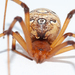 Brown Widow - Photo (c) Wayne Fidler, some rights reserved (CC BY-NC), uploaded by Wayne Fidler