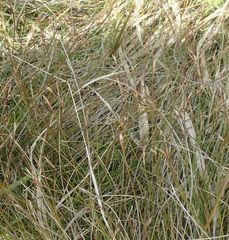 Marsippospermum gracile