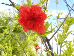 Punica granatum