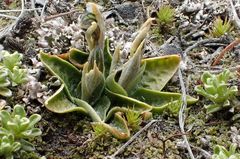 Pterostylis tanypoda