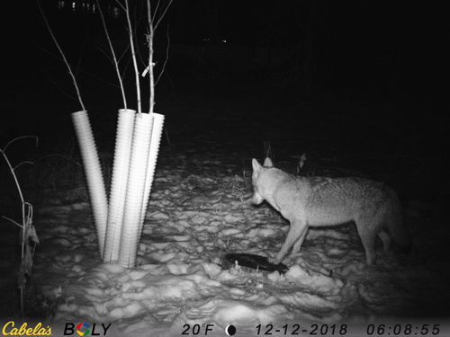 Coyote photographed in Minnesota