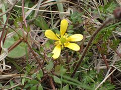 Ranunculus gracilipes