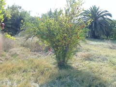Punica granatum