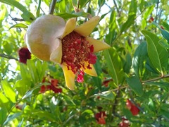 Punica granatum