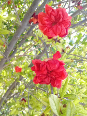 Punica granatum
