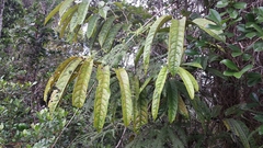 Cryptocarya