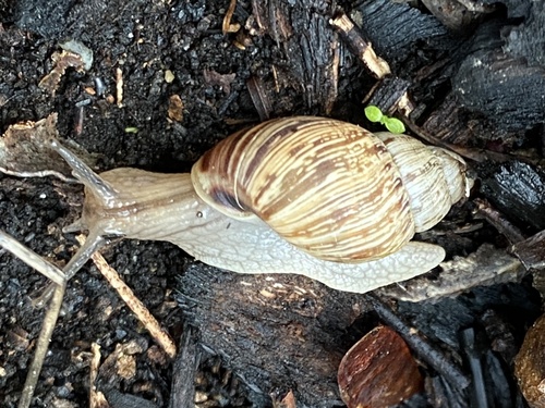 Bothriembryon brazieri (Angas, 1871)