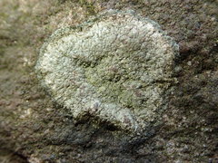 Phlyctis petraea