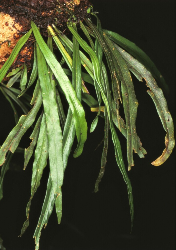 Loxogramme involuta (Loxogramme involuta)