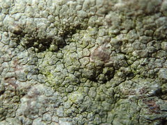 Phlyctis petraea