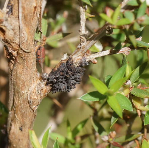 Septobasidium clelandii image