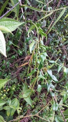 Plectaneia
