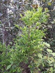 Tricalysia