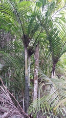 Dypsis baronii