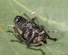 Psapharus ruficornis