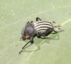 Psapharus ruficornis