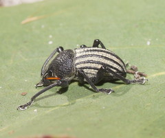 Psapharus ruficornis