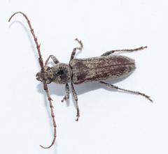 Elaphidion cubae