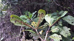 Psychotria macrochlamys