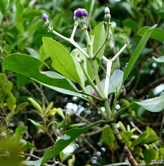 Anthocleista amplexicaulis