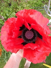 Papaver