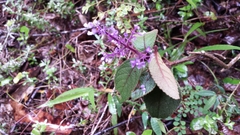 Plectranthus vestitus