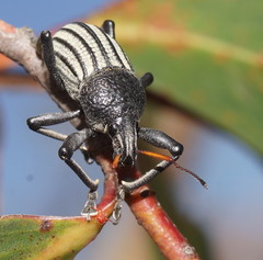 Psapharus ruficornis