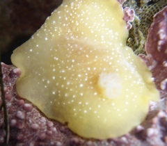 Doriopsilla albopunctata