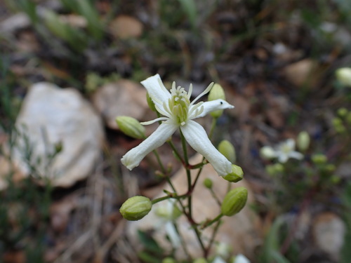 Fragrant clematis (Clematis flammula)