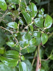 © Wolli Huang, some rights reserved (CC-BY-NC)