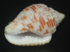 Columbella mercatoria