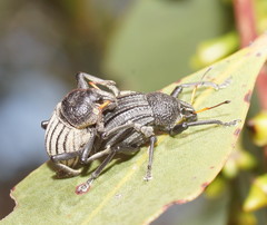 Psapharus ruficornis