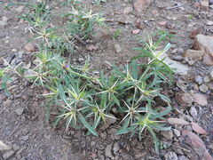 Image of Centaurea calcitrapa