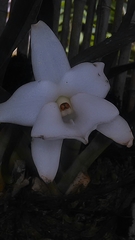 Angraecum magdalenae