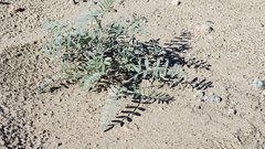 Astragalus aridus