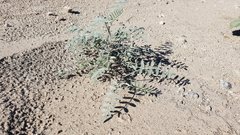 Astragalus aridus