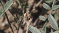 Astragalus aridus