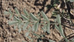 Astragalus aridus
