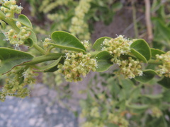 Cryptocarpus pyriformis