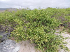 Cryptocarpus pyriformis