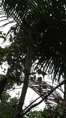 Dypsis baronii