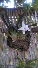 Angraecum magdalenae