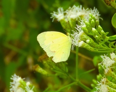 Abaeis salome jamapa