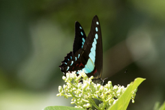 Graphium isander